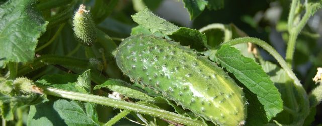 Folk omens associated with cucumbers