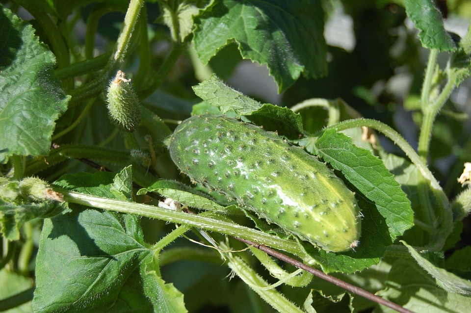 Folk omens associated with cucumbers